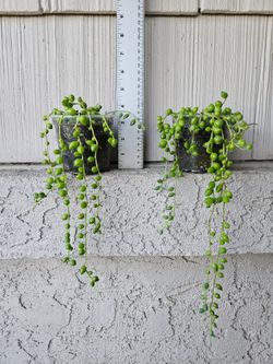 String of Tears plants