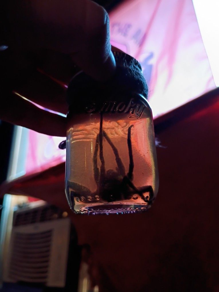 Hand Made Preserved Wolf Spider Jar