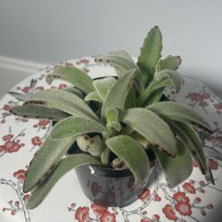 Small Fluffy Panda Plant Succulent