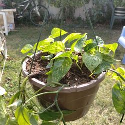 Variegated Pothos Hanging Plant 