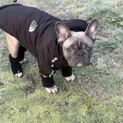 Doggy Jacket