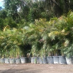 Areca Palm Natural Fence. Privacy From those Nosey neighbors