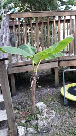 Banana tree this size is $40