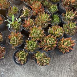 Succulents 