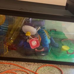Hamster Supplies 