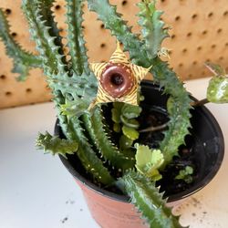 Zebra Stapelia Plants 🪴 