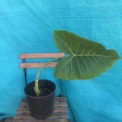 Elephant Ears Plant
