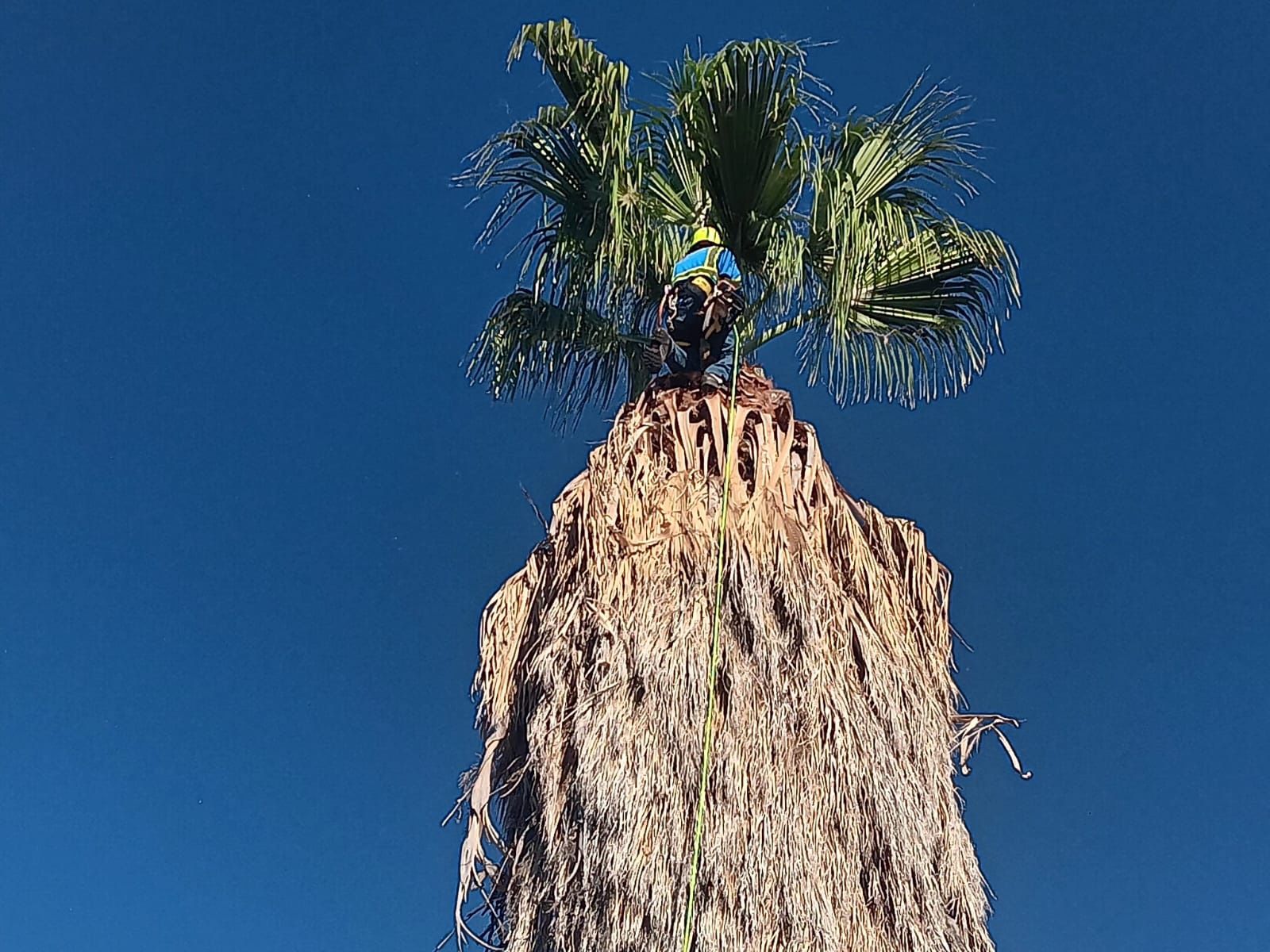 π΄ TREE TRIMMING & STUMP GRINDING β STARTING AT $65! π³