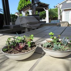 Pair Of White/Silver Rim Garden Pots With Succulents