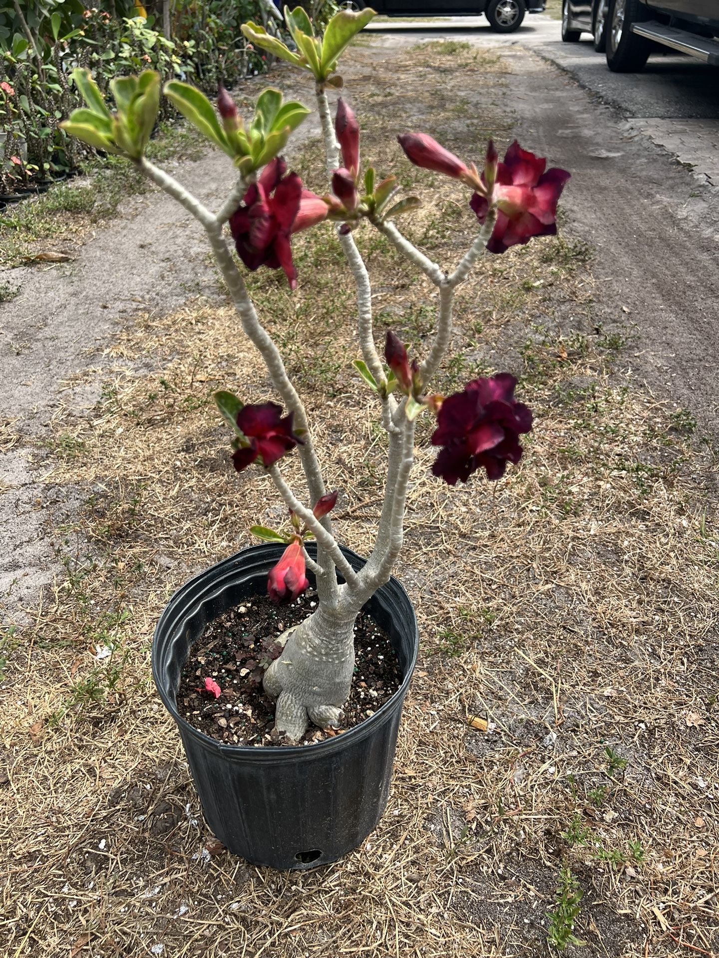 Desert Rose