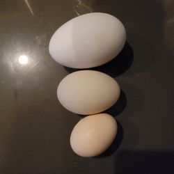 Goose & Duck Eggs