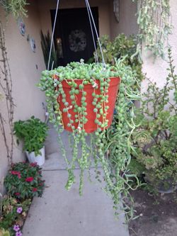 Strings of Pearl's Succulent Plant $18
