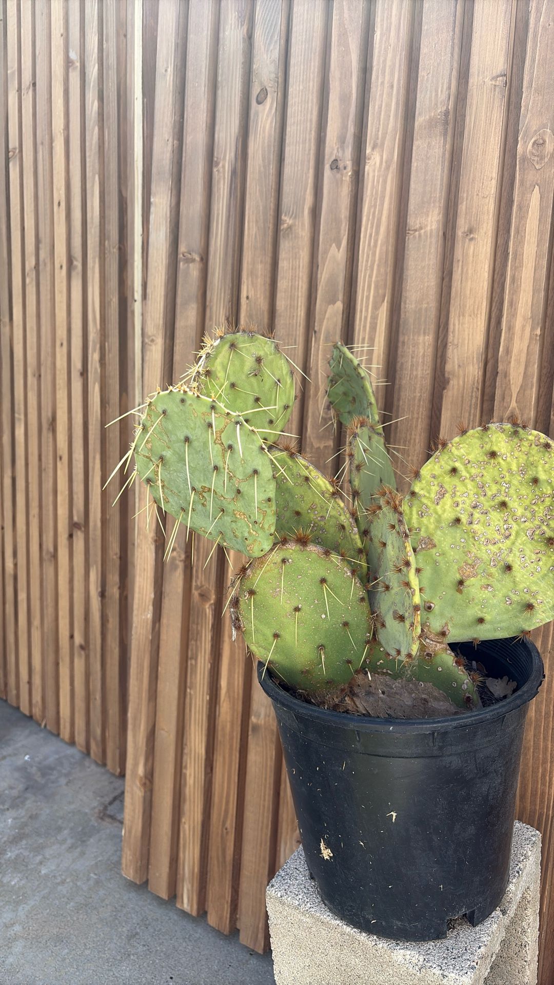 Cactus plant