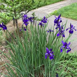 Perennials For Sale!! So Many Varieties ! Sellwood Area