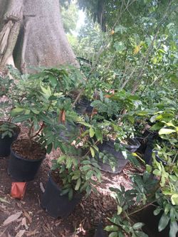 Grafted fruit trees from $50🍊🥭🥑