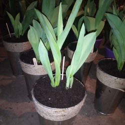 Tulips