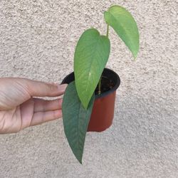 Cebu Blue Pothos Plant