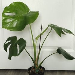 Monstera $40