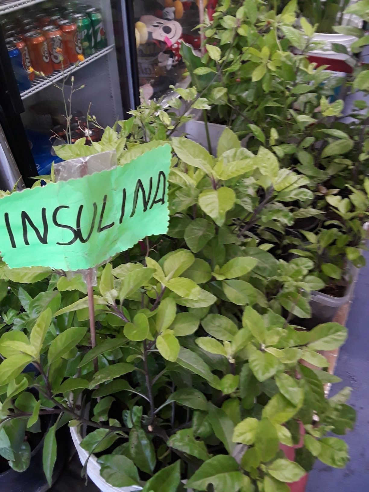 Insulina
