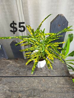 4" Croton plant