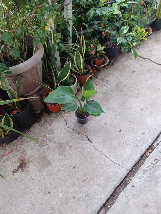 Bird Of Paradice Plant