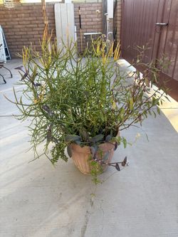 Fire stick Large Plant $75