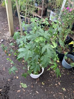 Chinese Lantern Plant 