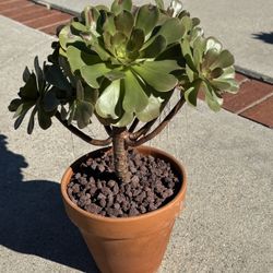 Succulent.   Cactus Aloe Agave Euphorbia 