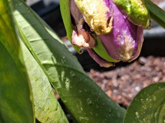 Yellow Sweet Passion Fruit