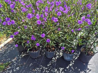 MEXICAN PETUNIA 3GALLONS