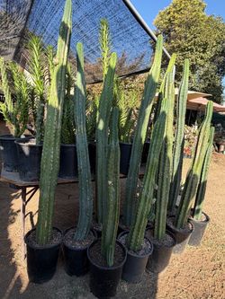 Cactus and succulents