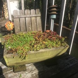 Established Succulent Planter Box