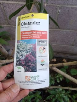 Oleander plant in the pot