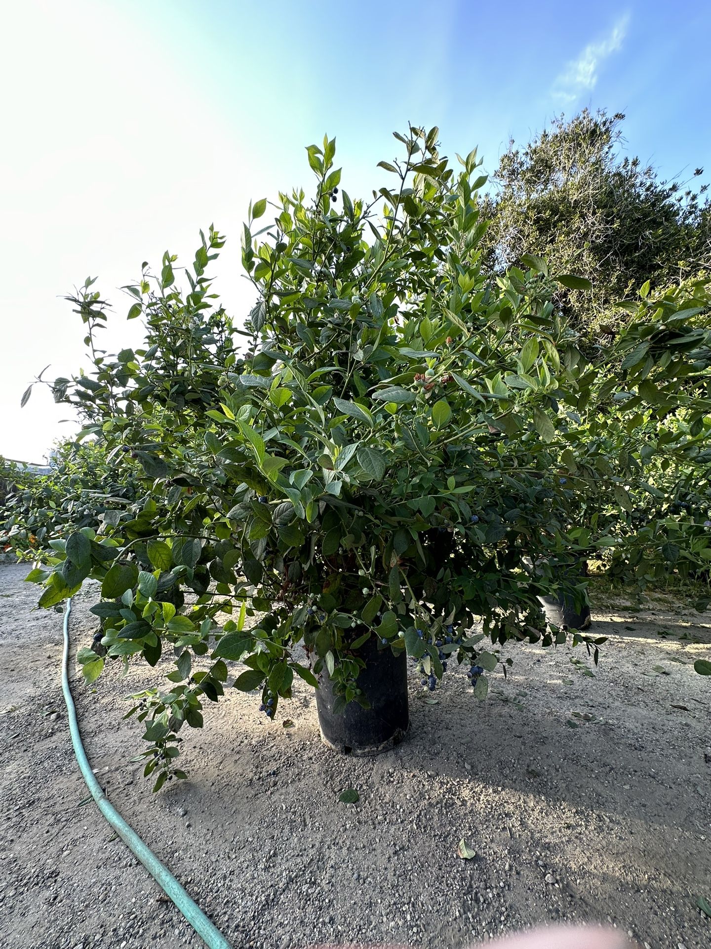 Blueberry Bushes