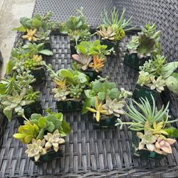 Beautiful Little Succulents, Each Pot $2