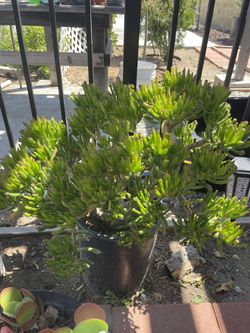 Succulent Plant For Sale