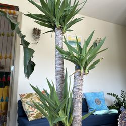 Tall dracaena tree plant