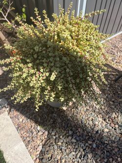 Free variegated, elephant, bush plant clippings variegated, elephant, bush plant clippings