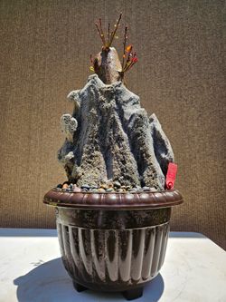 Old manila Tamarind in Rock ( Pithecellobium dulce ) Bonsai tree