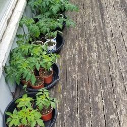 Vegetable Plant Starts