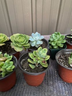 Succulents plant