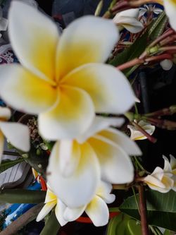Colorful fragrant plumeria cuttings with flowers intact ready to plant