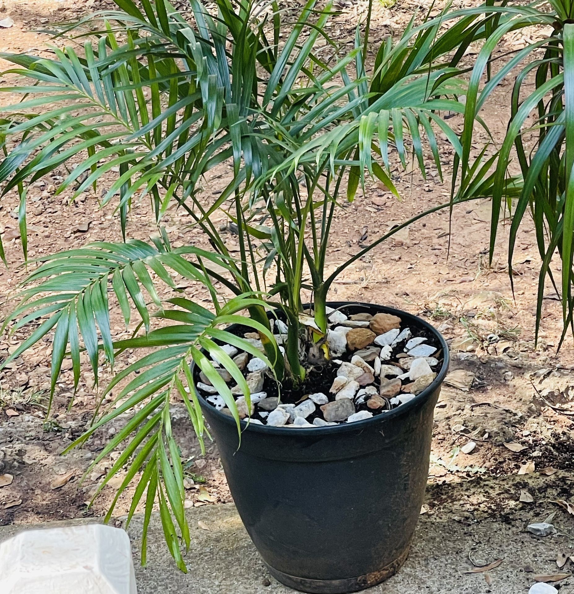 Plants For Inside When It Gets Cold