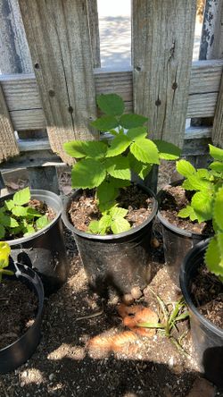 Raspberry Plant