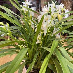 Rare White Cymbidium Cascade, Fragrance Big Pot