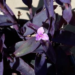 Purple Heart Plant