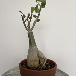 Desert Rose Potted Plant Adenium