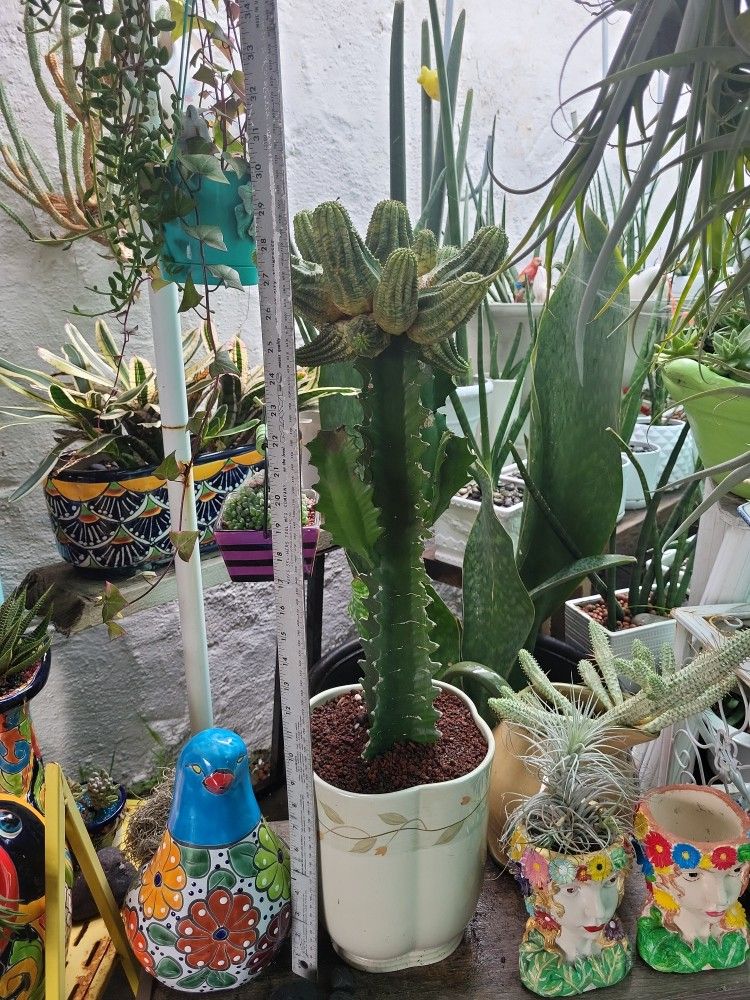 Imported Variegated graptedvery Rare Cactus