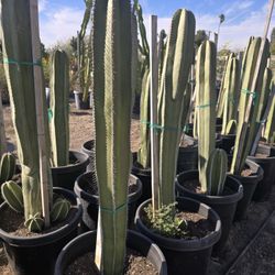 Mexican Fence Post Cactus 