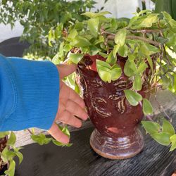 Tradescantia Plant For $15